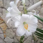 Alba Gasthof Mandra Capreria