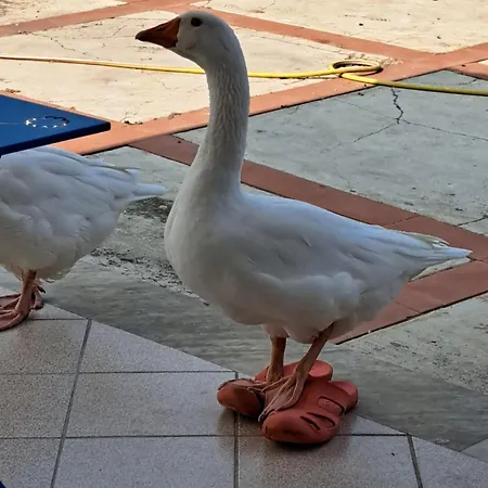 Alba 4* Mandra Capreria