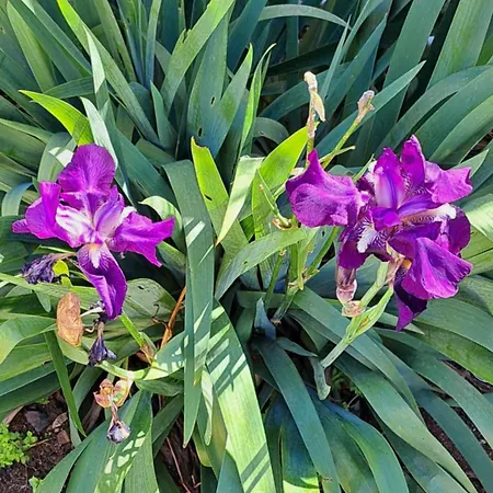 게스트하우스 Alba 4*