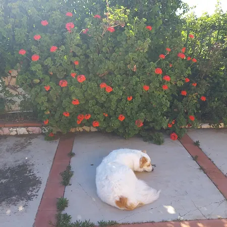 Alba 게스트하우스