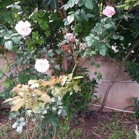 Alba 게스트하우스 4*