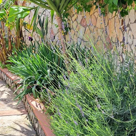 Alba 게스트하우스 Mandra Capreria