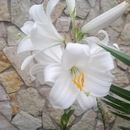 Alba 게스트하우스 Mandra Capreria